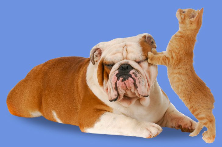 Lakecity Animal Hospital - Dog and Cat Together