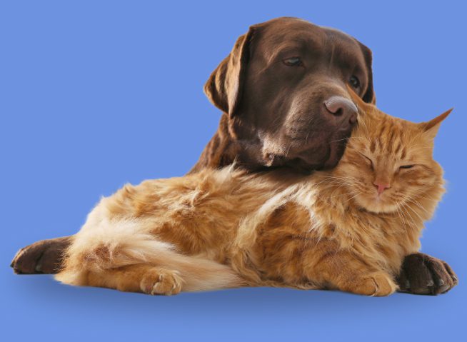 Lakecity Animal Hospital - Dog and Cat Together