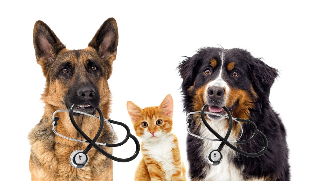 Vet appointments Kelowna