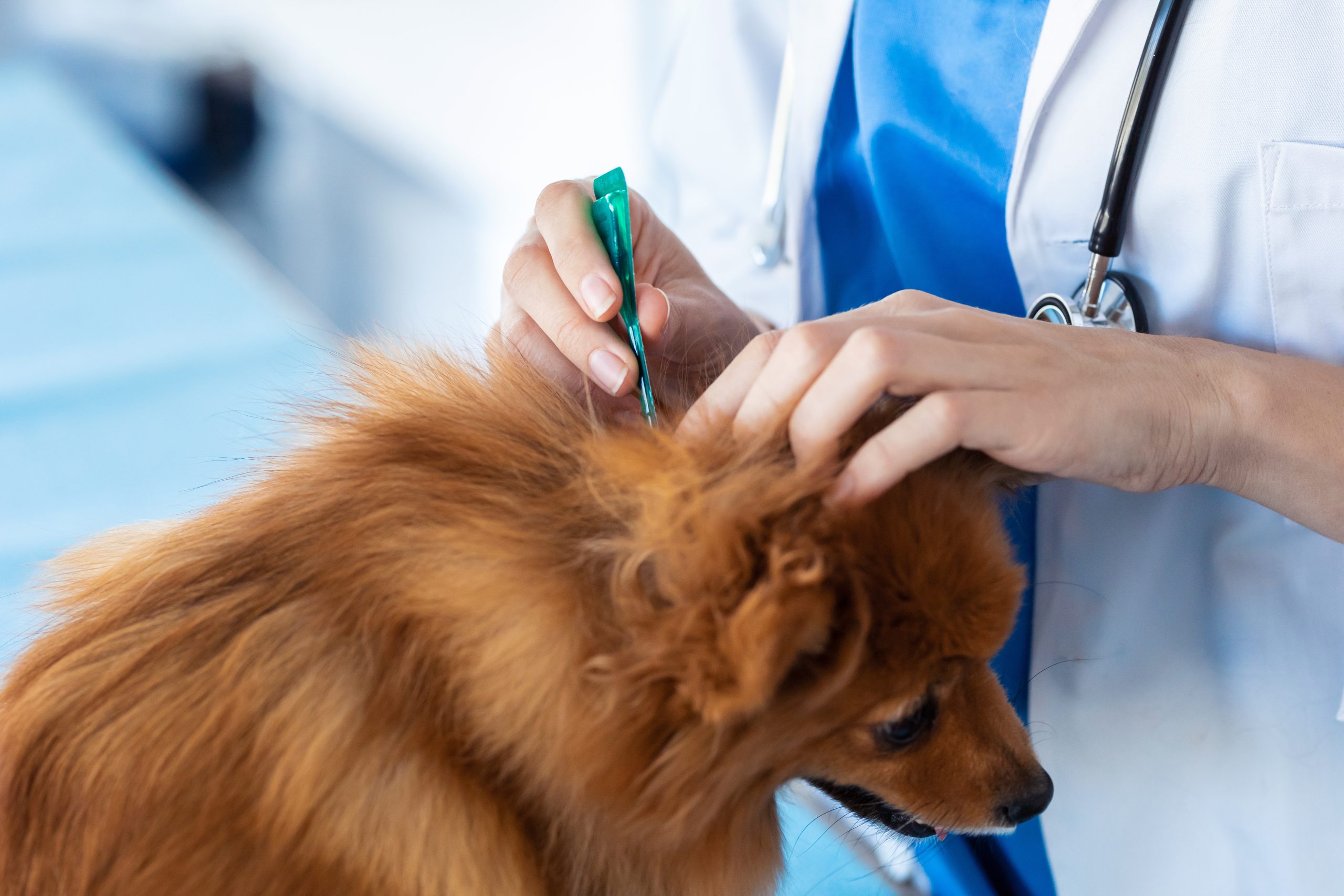 Flea and tick prevention for dogs Canada