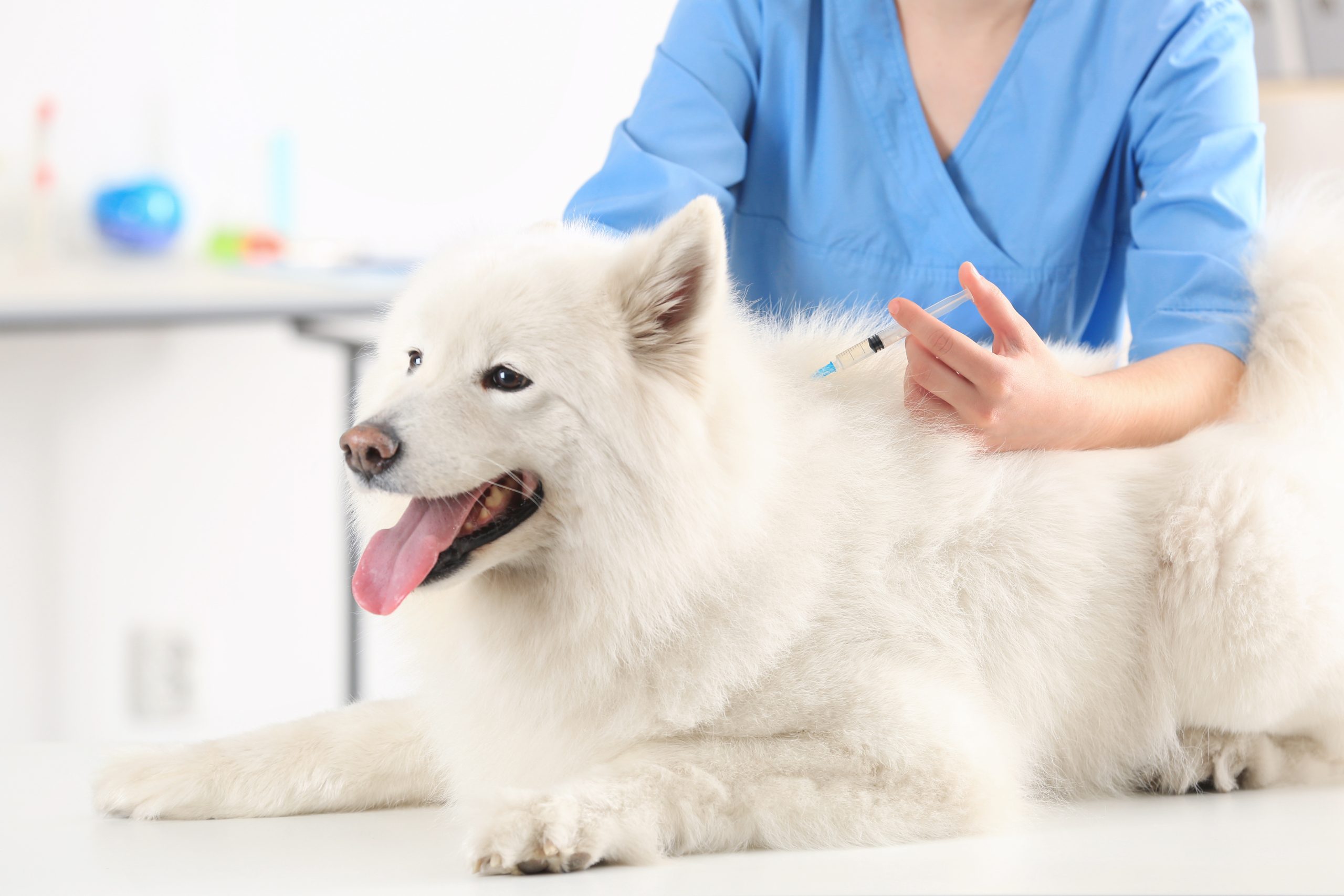 dog vaccinations cost canada