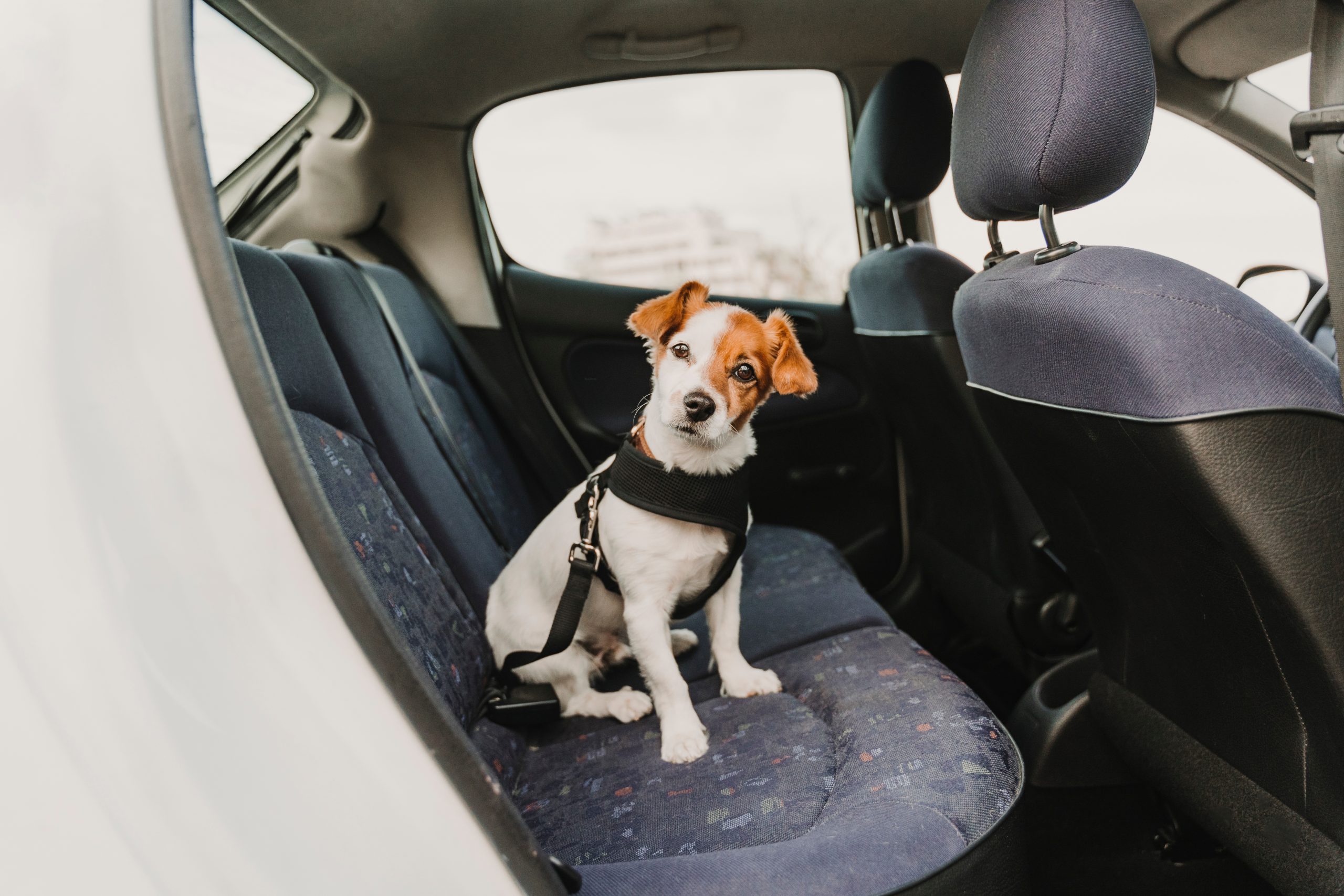 Dog harnessed to car seat
