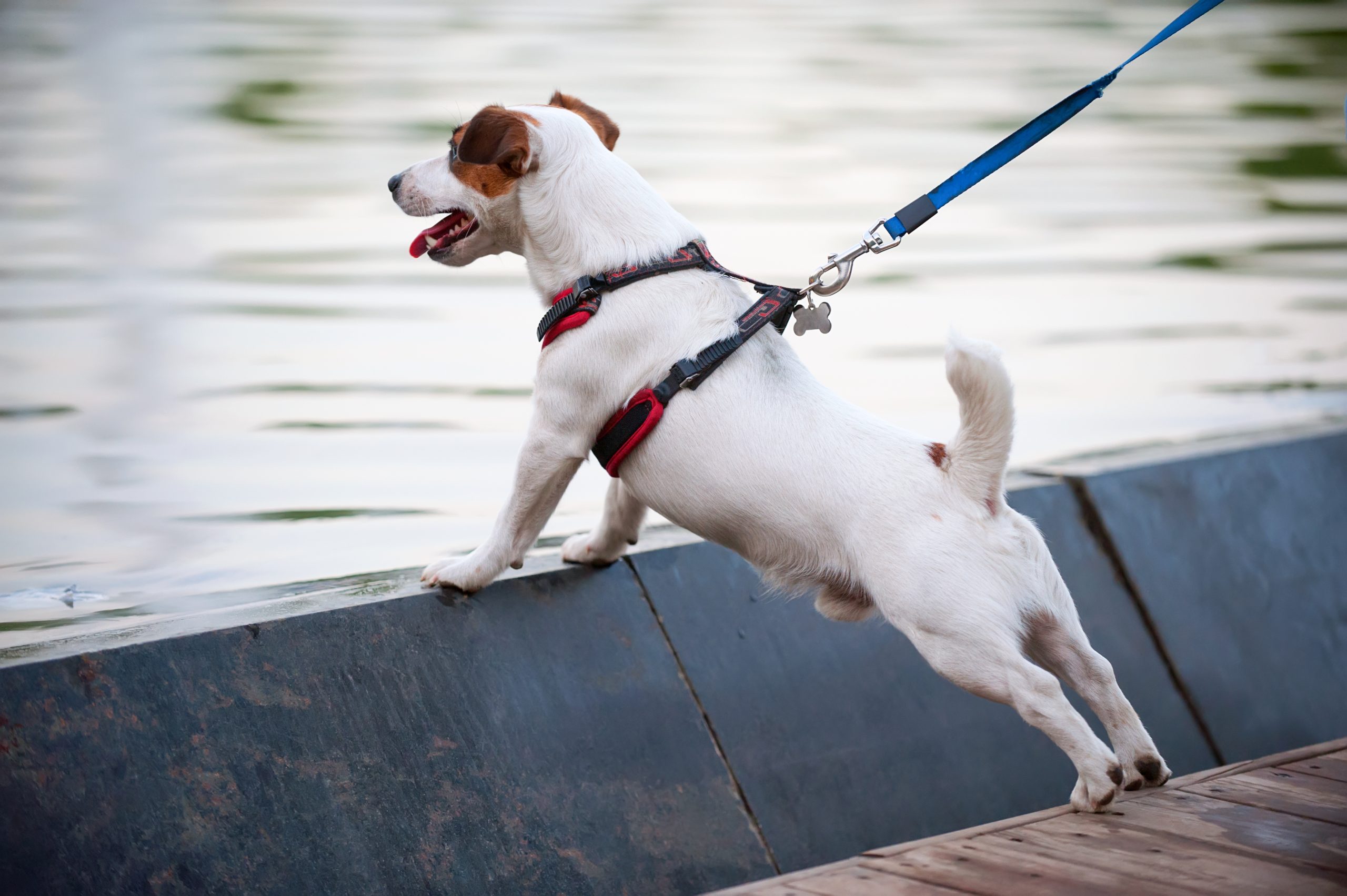 Dog leaning over dock with leash and harness