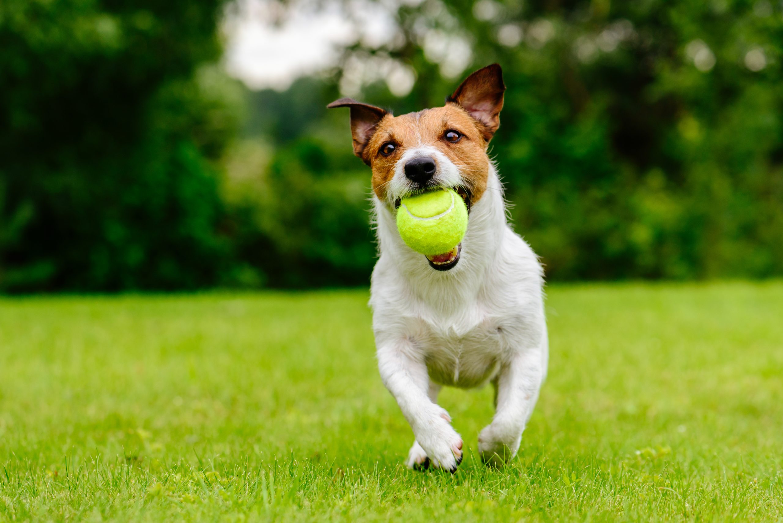Dog running with ball in mouth
