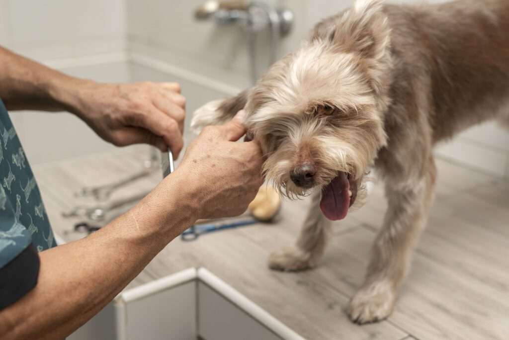 Dental Vet Kelowna