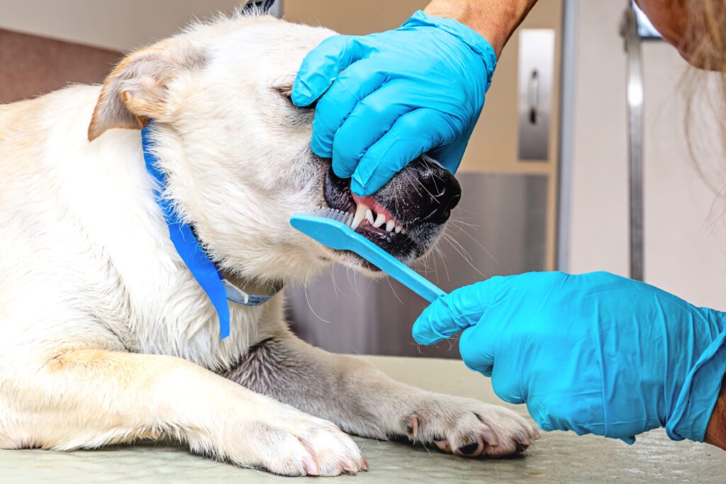 Professional Dog Teeth Cleaning Kelowna