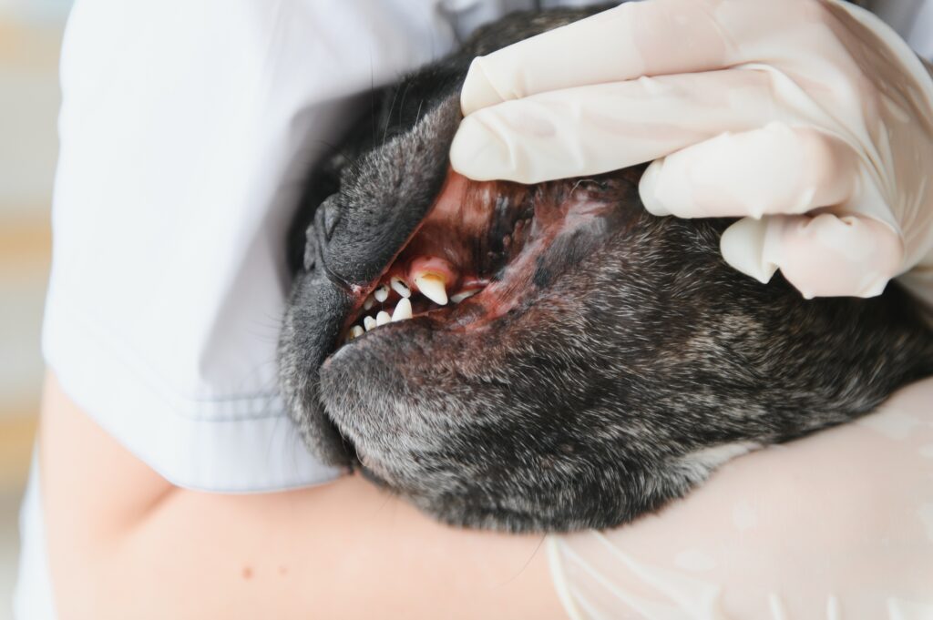 Vet dog dental care 