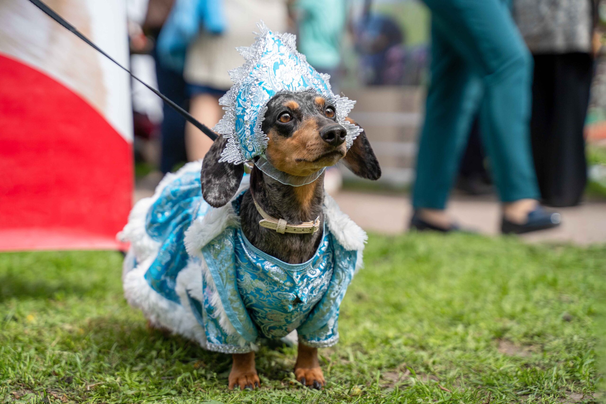 dog at halloween costume parade
