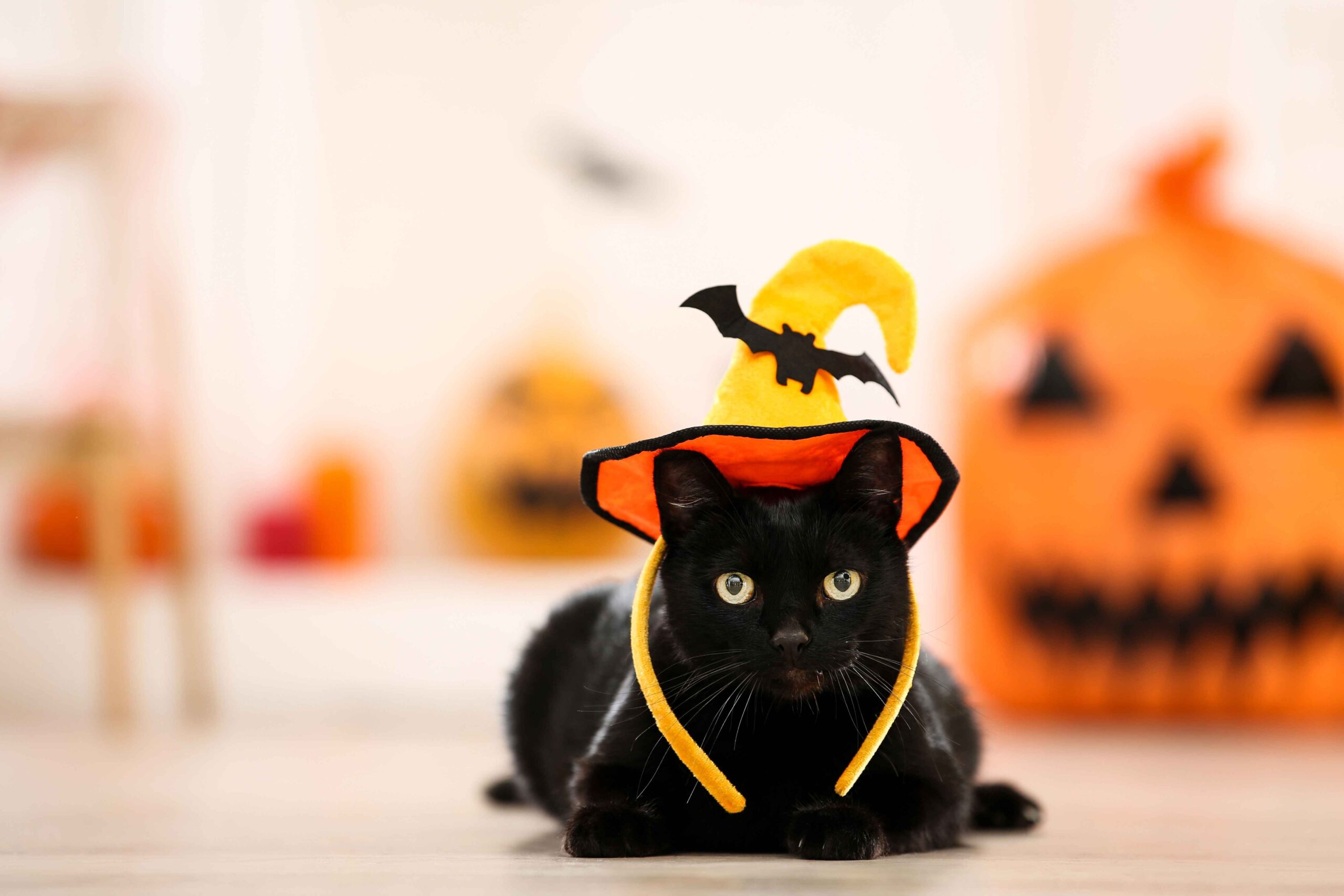 cat in halloween costume