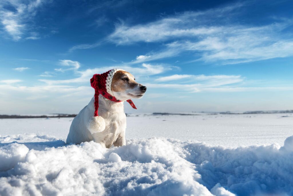 dog sitting in snow with hat on