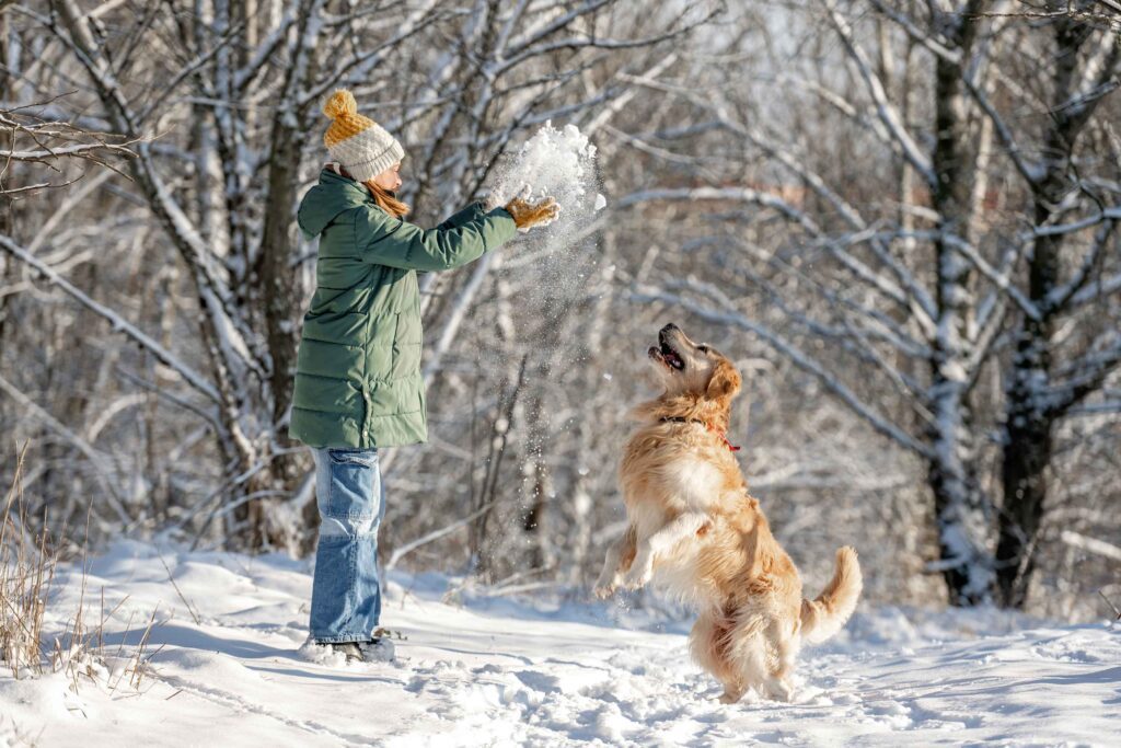 dog jumping at snow being thrown