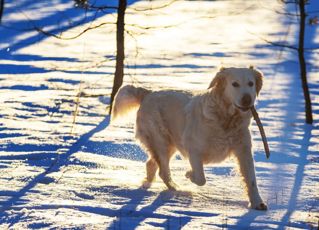 dog carrying stick through snow
