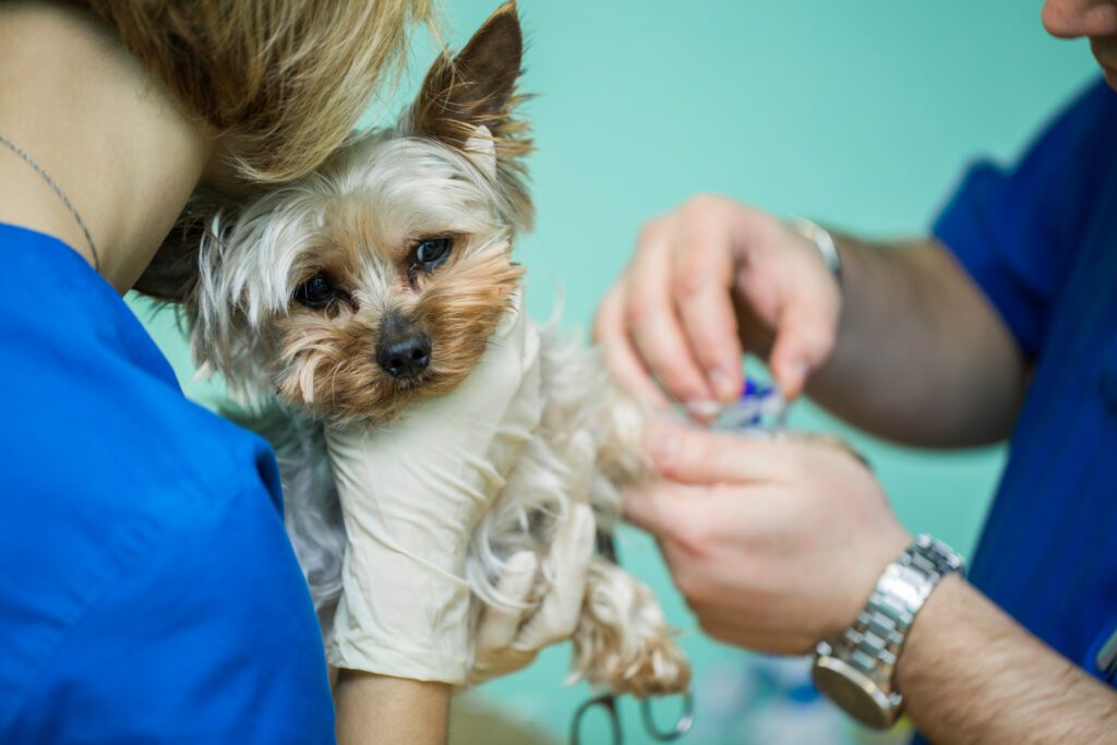 vaccination for dogs