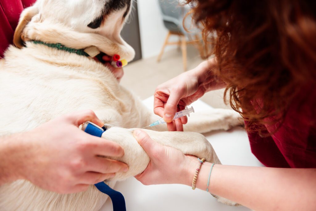 dog getting vaccination at vet office