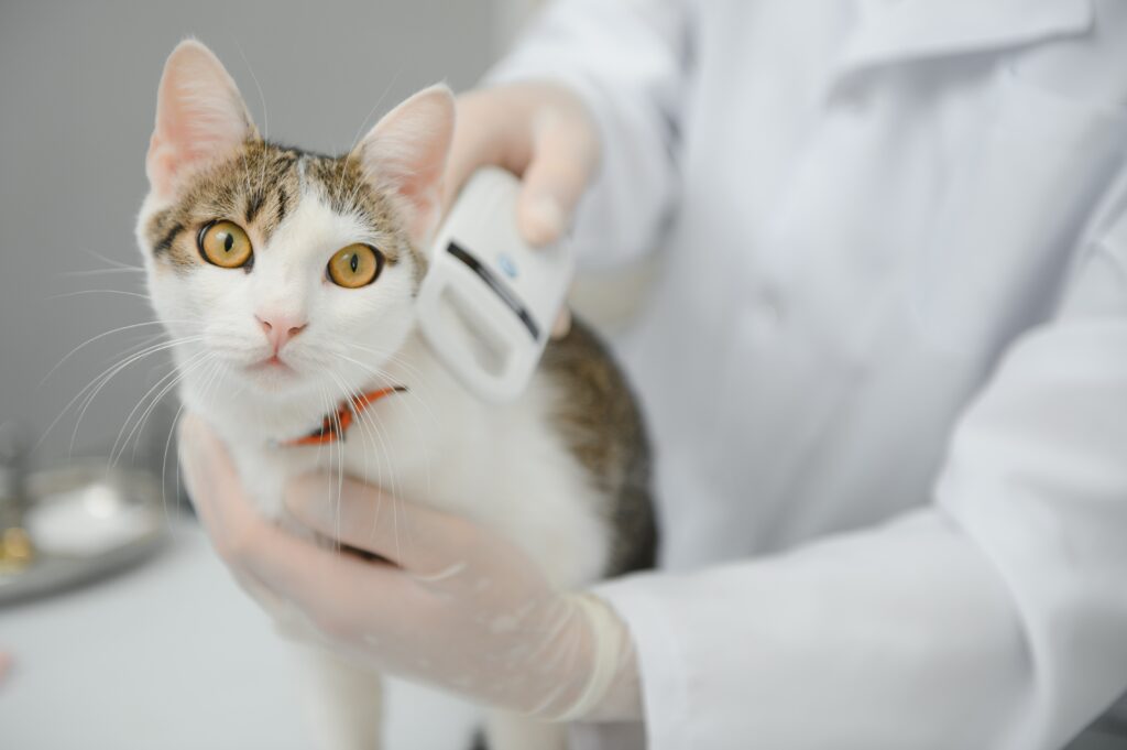 cat getting microchip checked