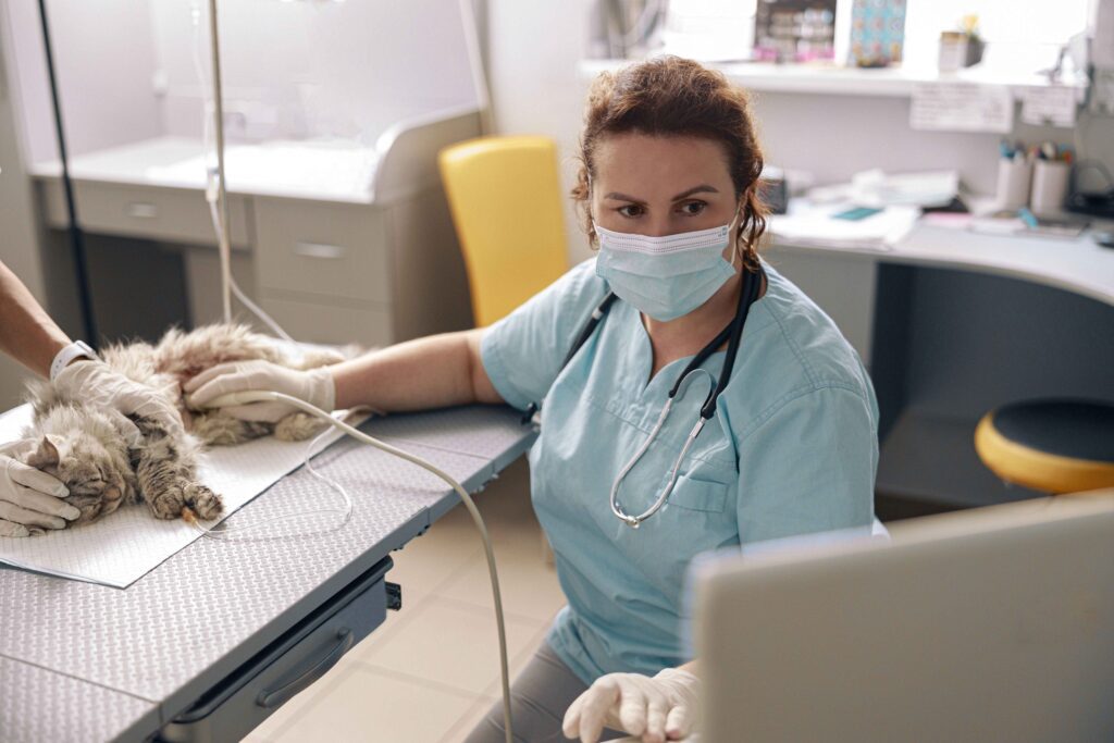 emergency vet services underway