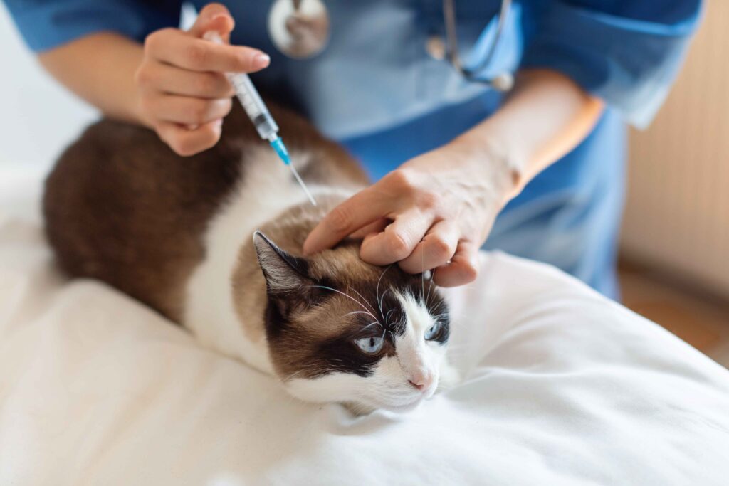 cat vaccines in west kelowna