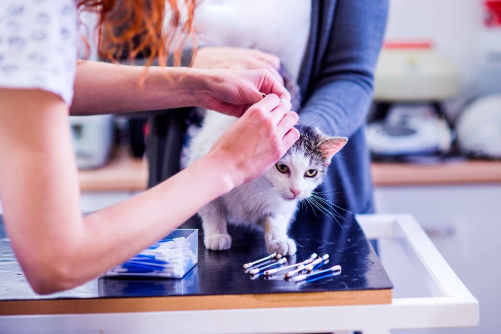 when to vaccinate cat