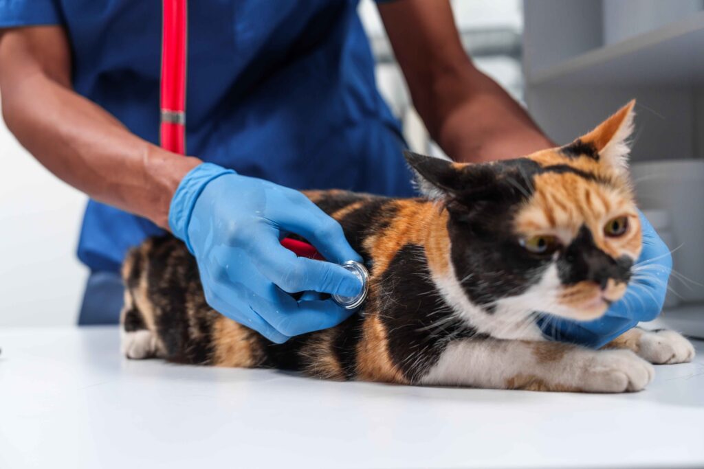 vaccinating cat in west kelowna