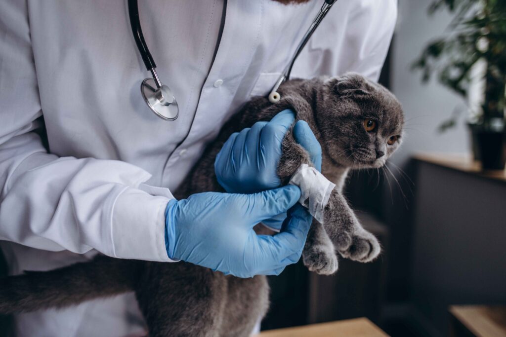 cat getting vaccinated