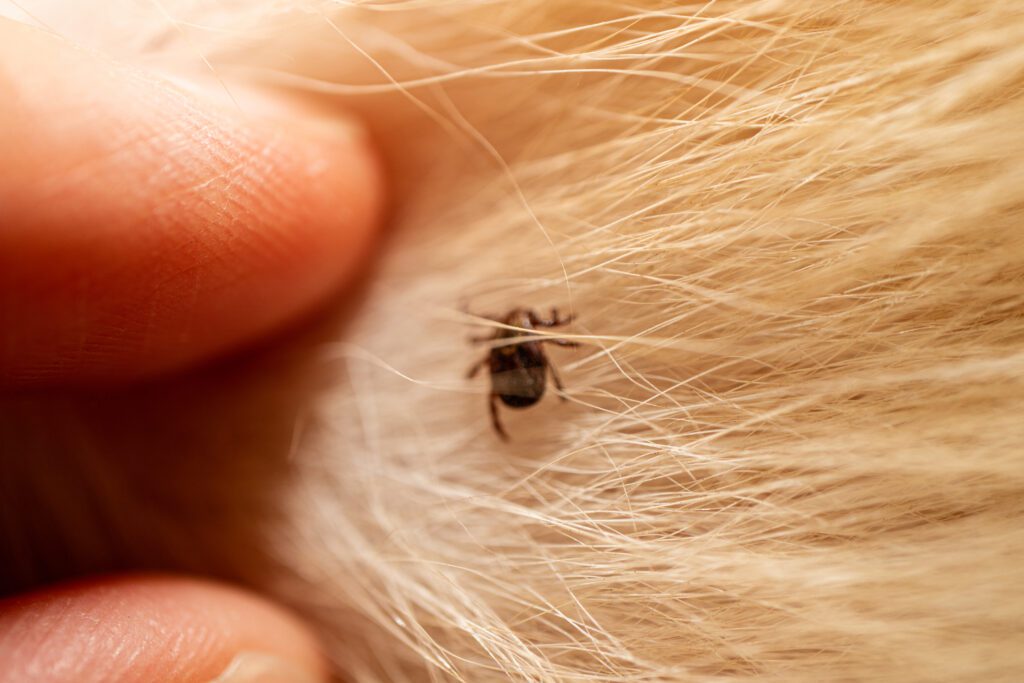 Protecting Dog from Ticks