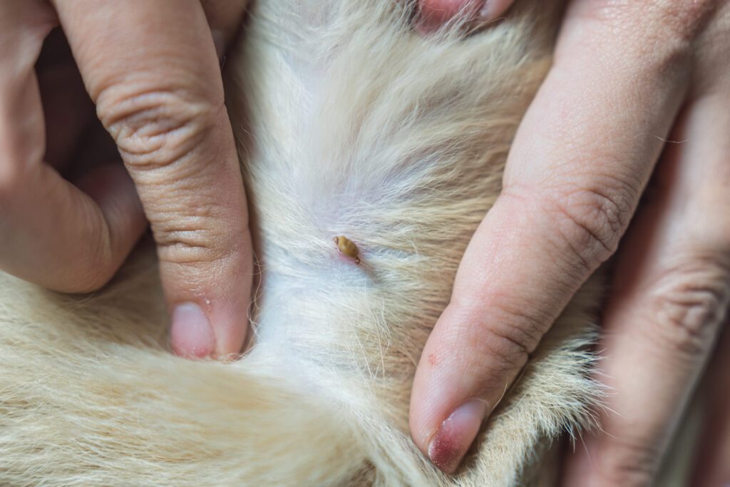 Removing tick from dog