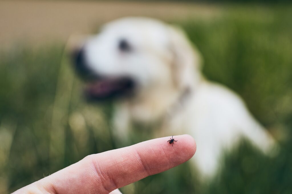 Tick Treatments for Dogs
