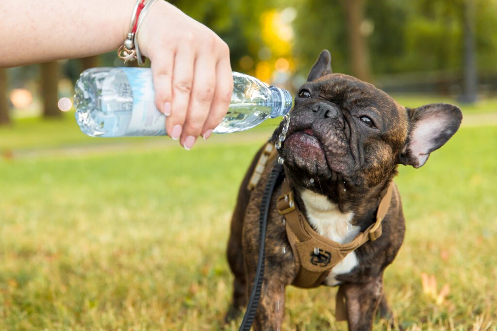 Dog dehydration signs 