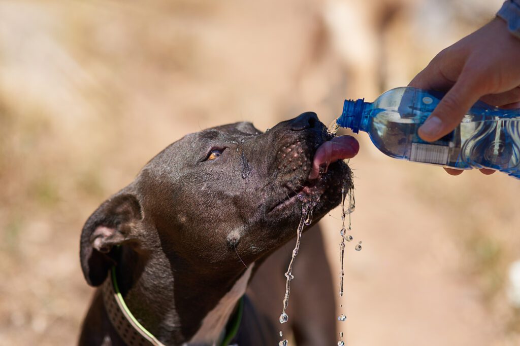 How to hydrate a dog