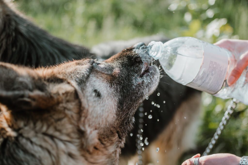 Signs and symptoms of dehydration in dogs 