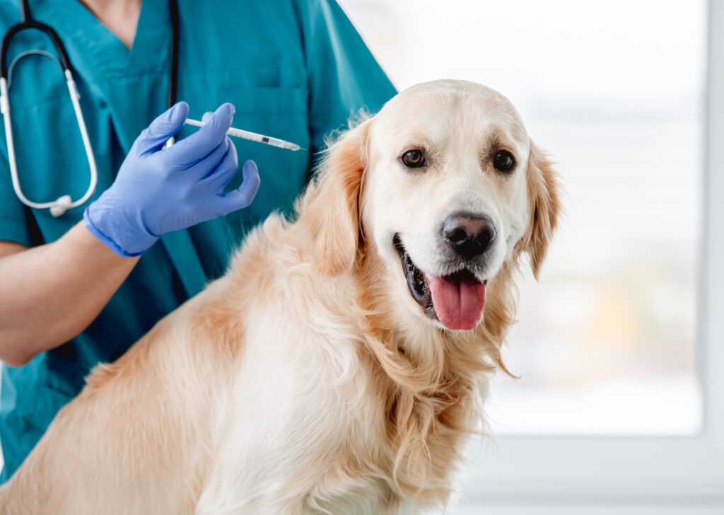 Kelowna veterinary hospital dog clinic