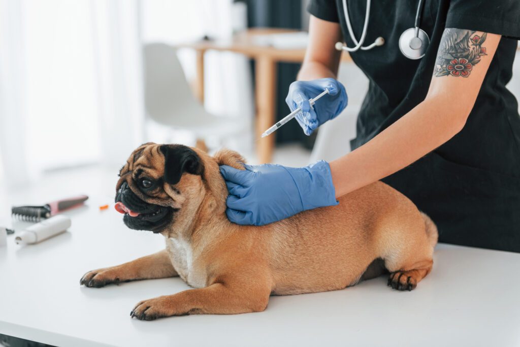 Kelowna veterinary hospital giving dog vaccine
