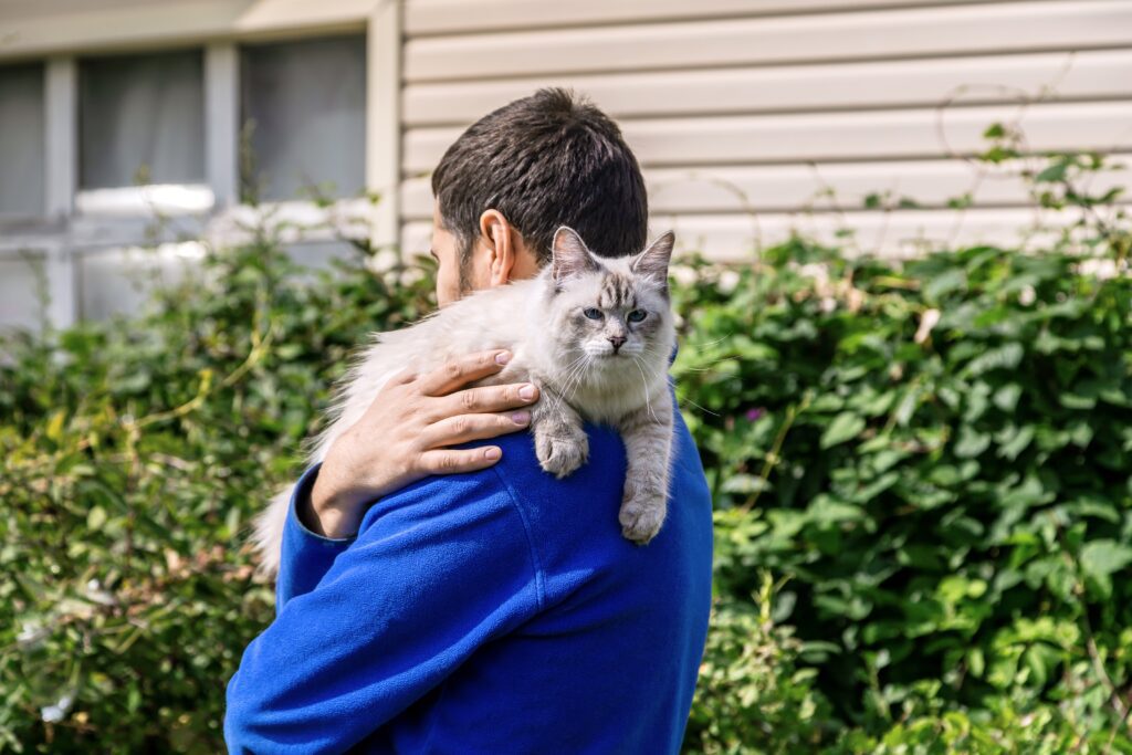Pet microchips in cat
