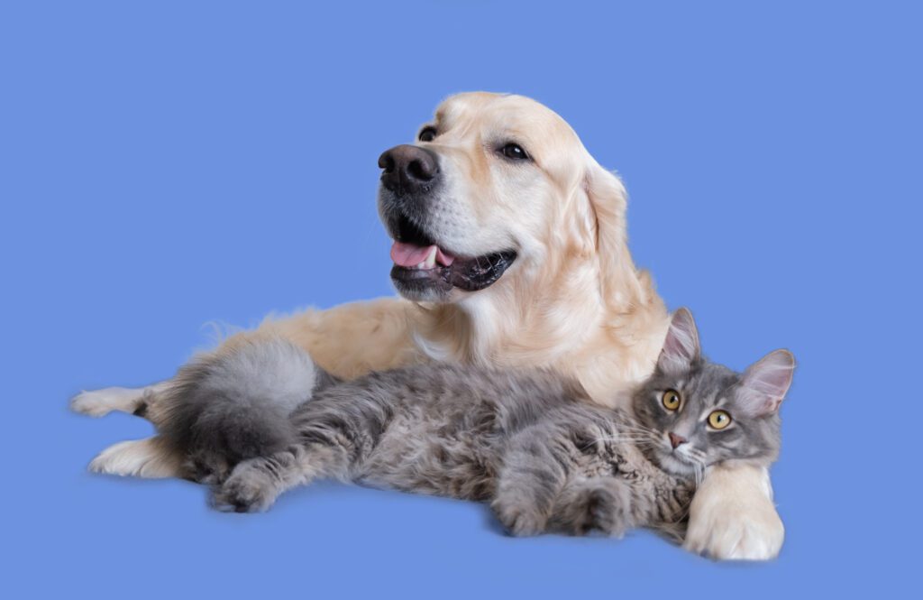 Lakecity Animal Hospital - End of Life Care for Your Pets in West Kelowna
