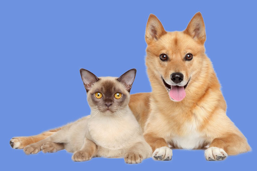 Lakecity Animal Hospital - Diagnostic Testing in West Kelowna