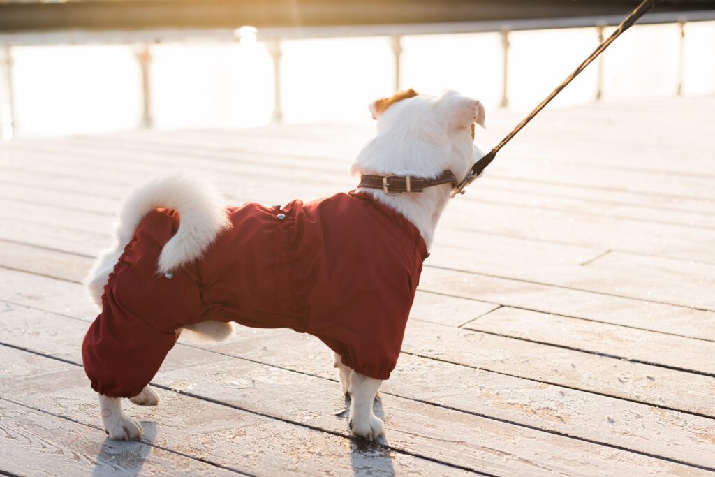 Kelowna dog wearing winter jacket 
