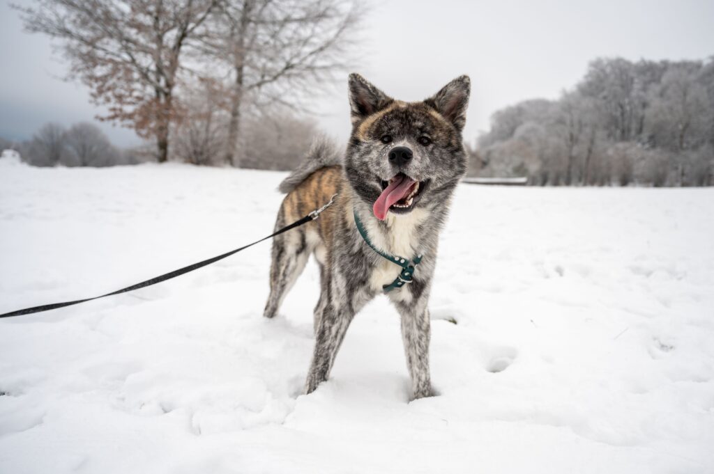 Dog in cold weather Okanagan