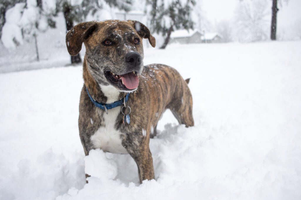 Kelowna dog in cold winter