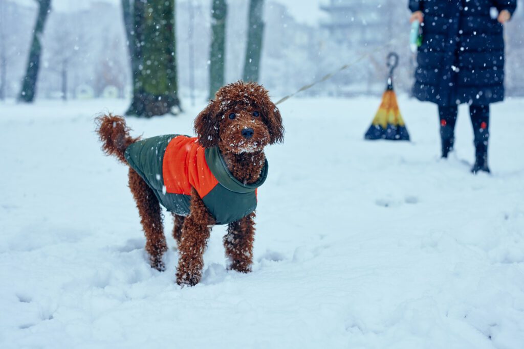 Dog wearing coat in Kelowna winter