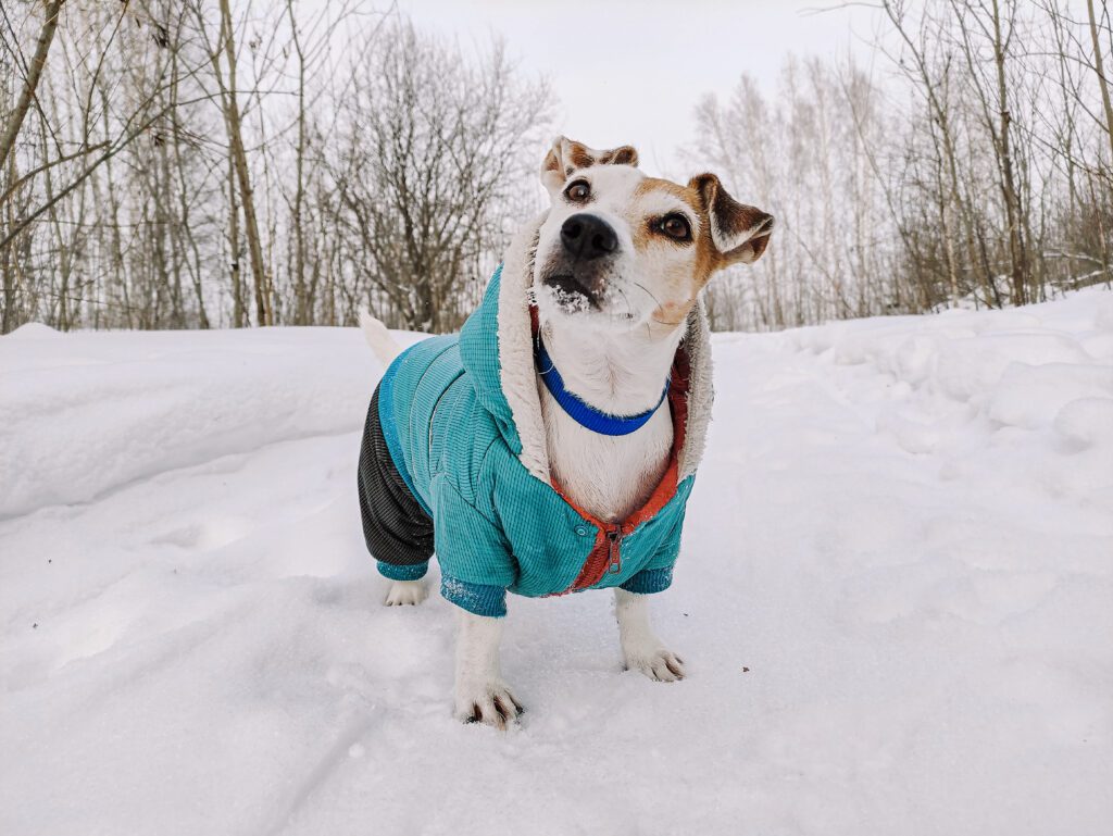 Puffer jacket for dogs