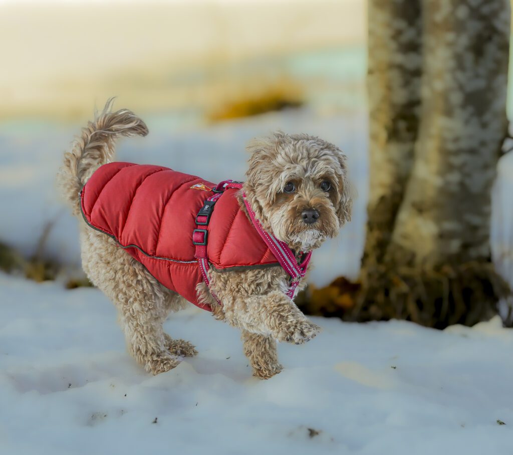 winter vest for dogs in Kelowna