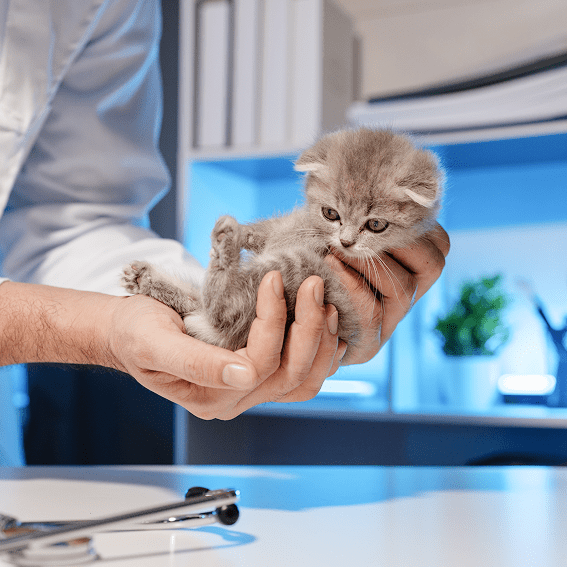 Lakecity Animal Hospital West Kelowna Vet services Kitten