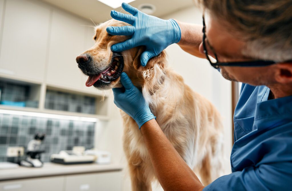 West kelowna vet checking for illness in dogs during a dog vet exam