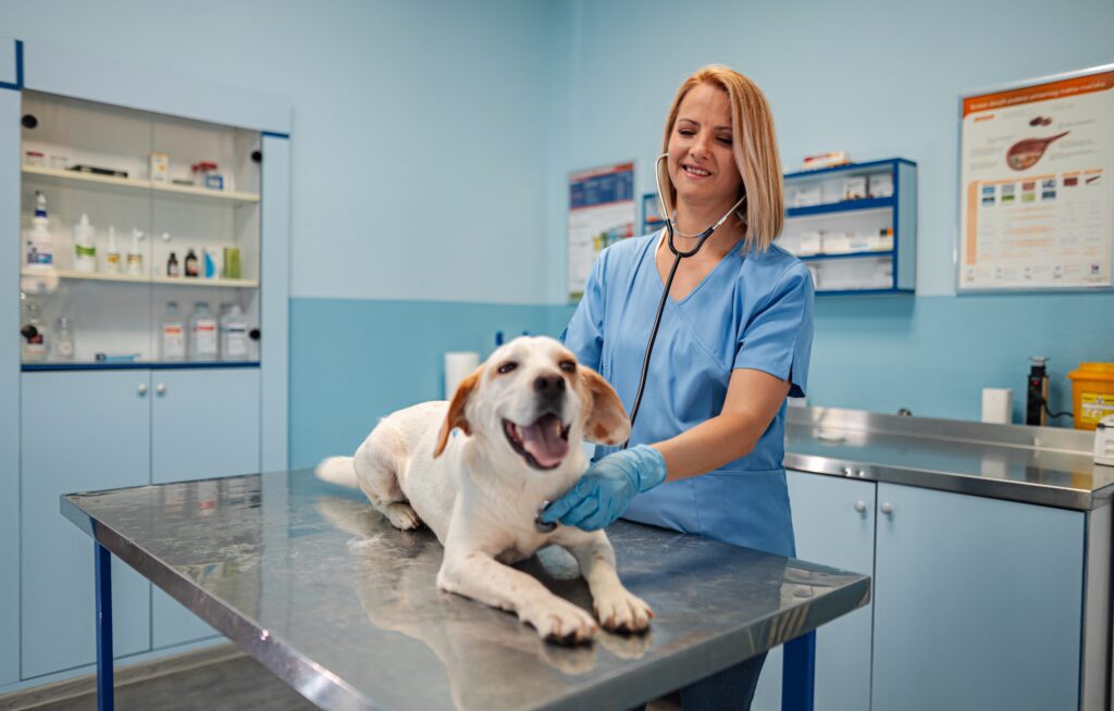 Veterinarian exam at a veterinary clinic kelowna with a dog