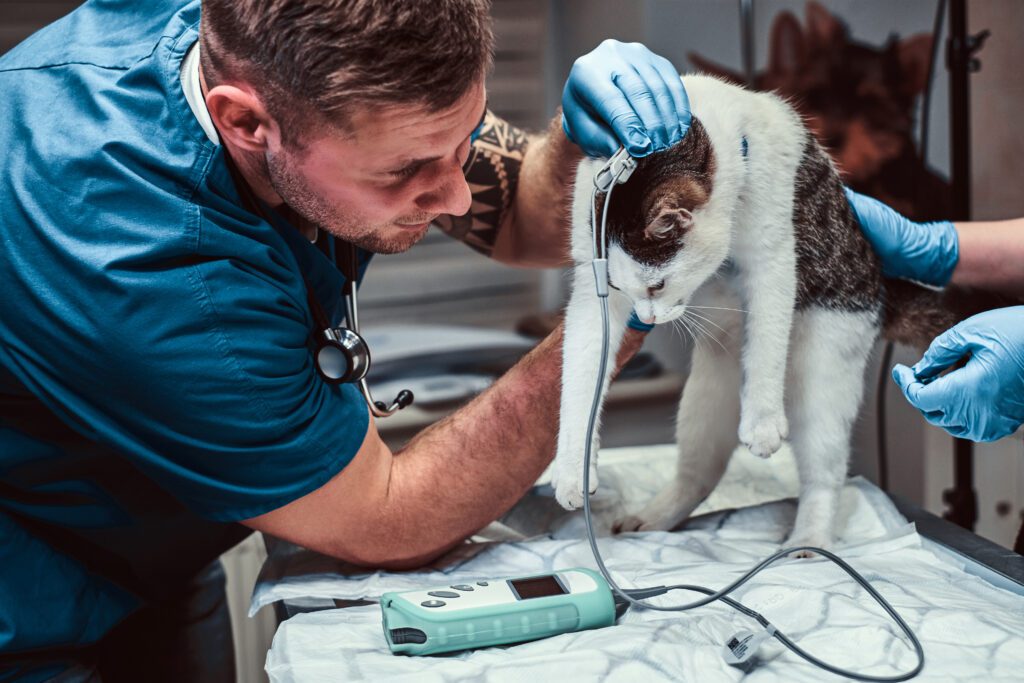Cat health exam at a West Kelowna vet clinic in the Okanagan