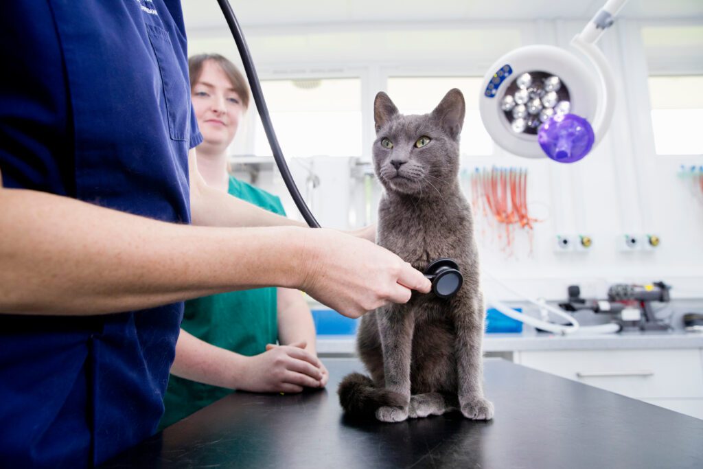 Veterinarians checking cat health at a veterinary clinic in west kelowna