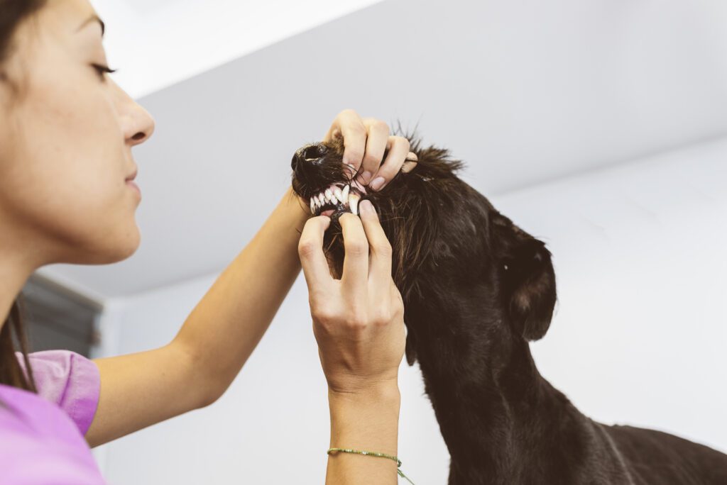 Vet dental exam for dogs in West Kelowna