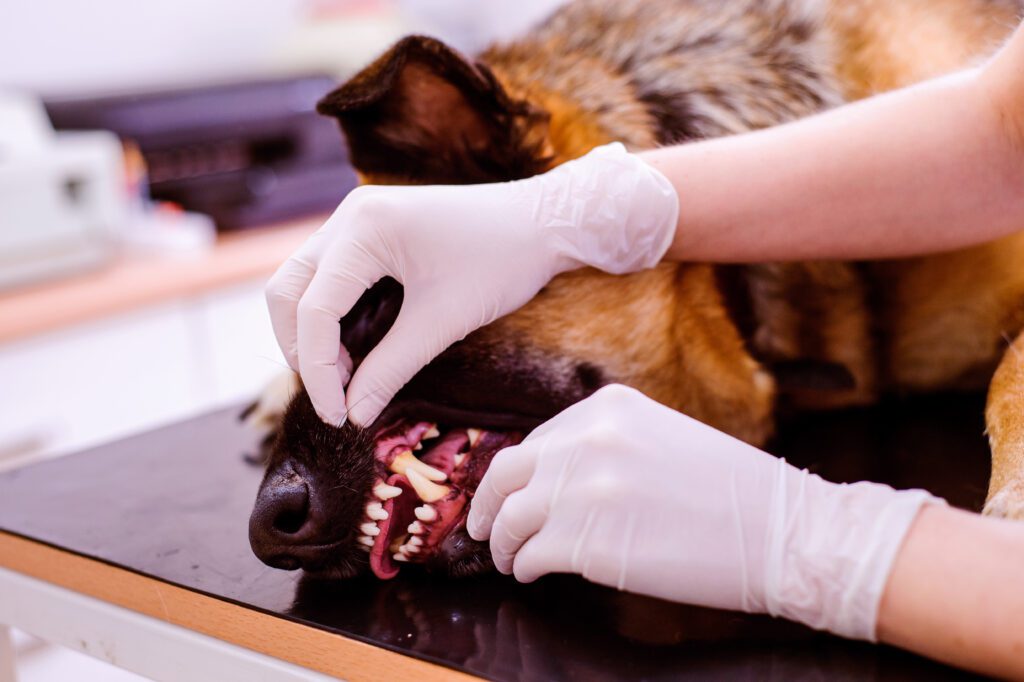 Preventing dog bad breath with professional dental care