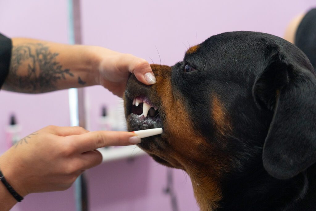 Preparing your dog for a vet dental cleaning in West Kelowna