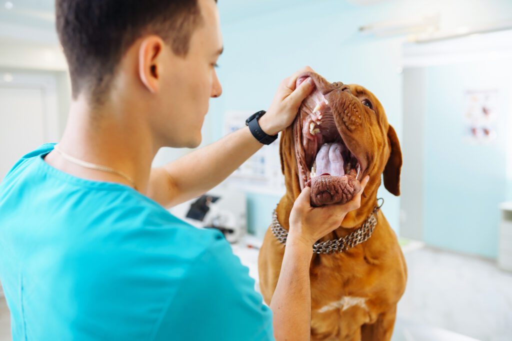 Preparing your dog for a vet dental cleaning